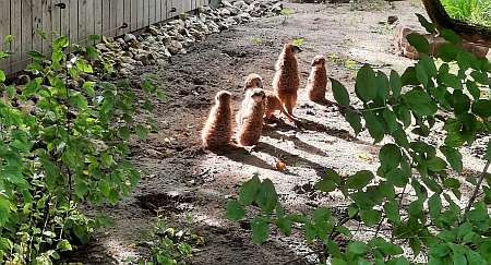 tiergarten 6