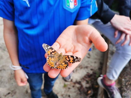 schmetterling hand