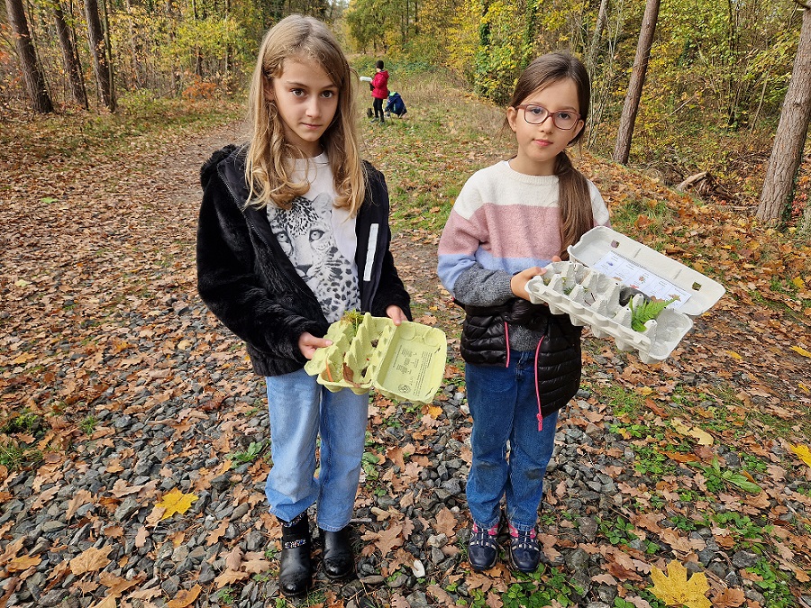 wald 5