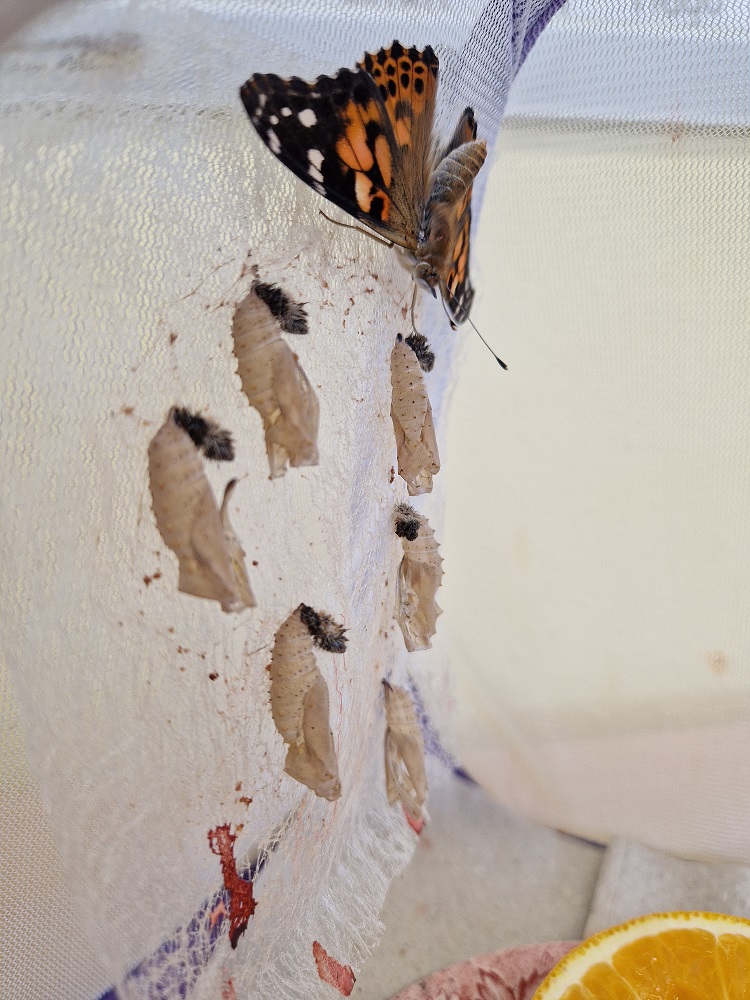 schmetterling 1