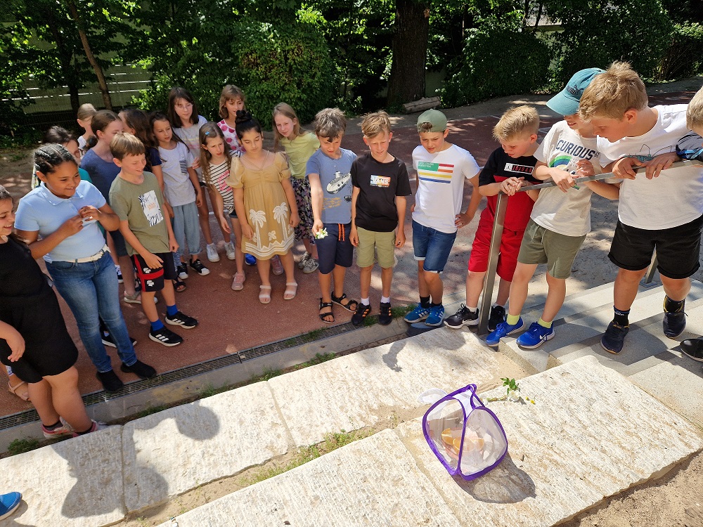 schmetterling_3.jpg
